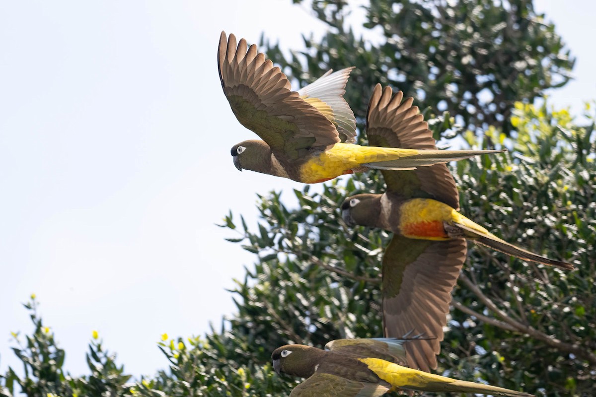 Burrowing Parakeet (Chilean) - ML616021577