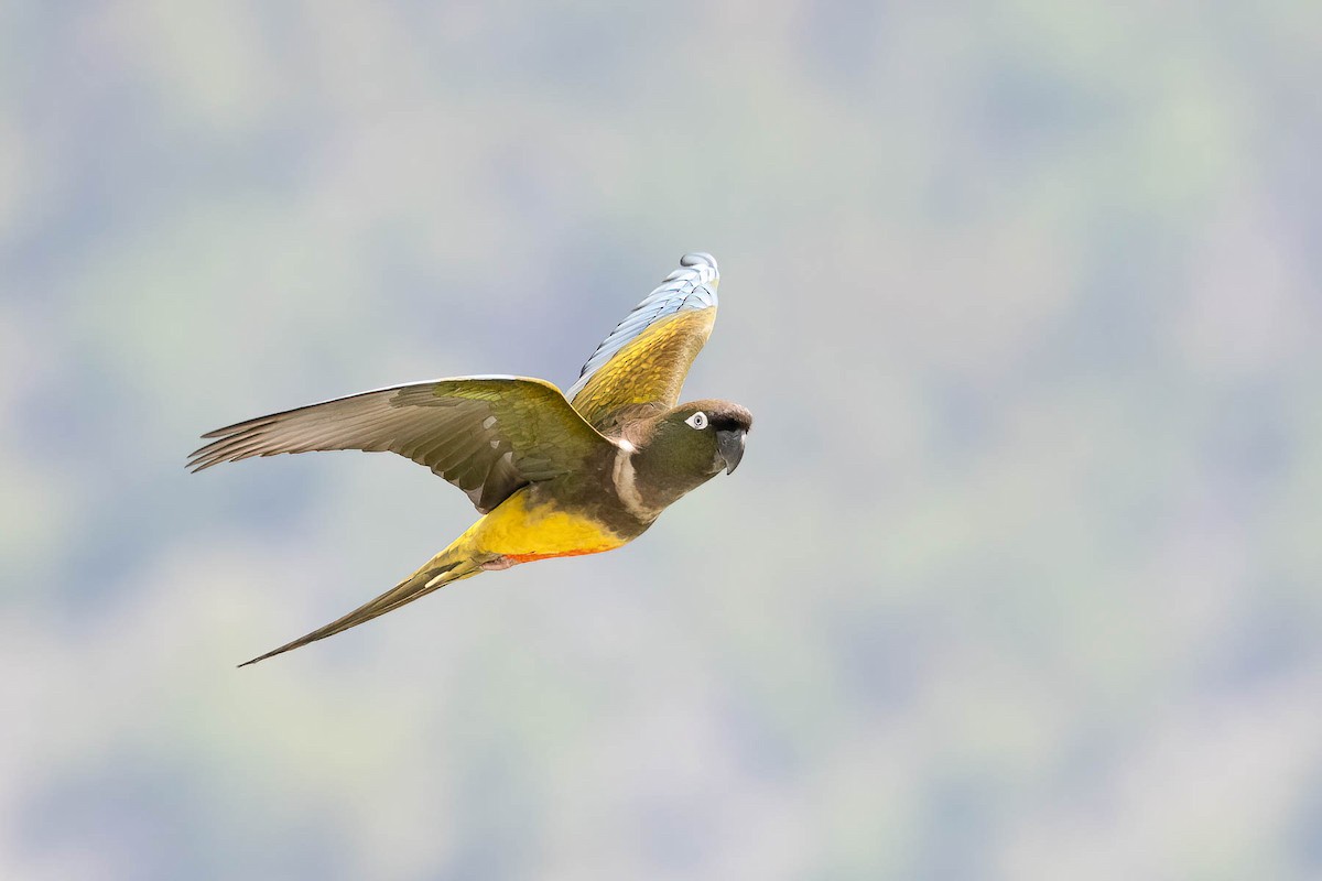 Burrowing Parakeet (Chilean) - ML616021578