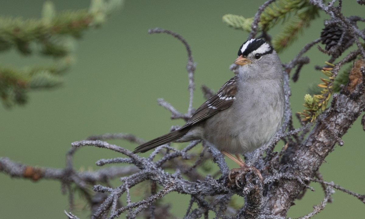 White-crowned Sparrow - Zak Pohlen