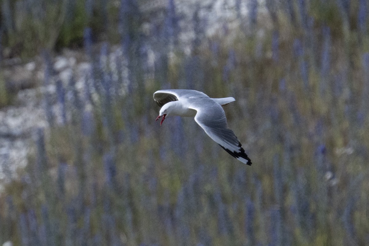 Silver Gull (Red-billed) - ML616021747
