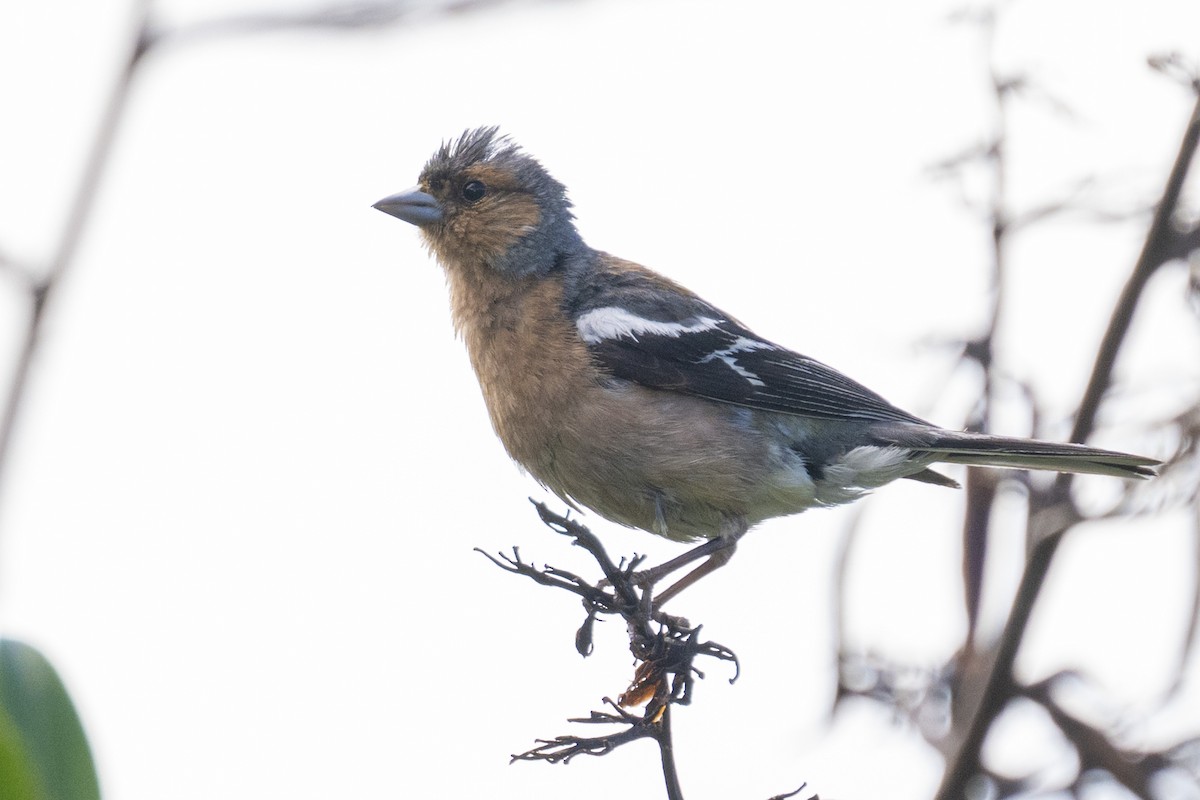 Common Chaffinch - emma geary