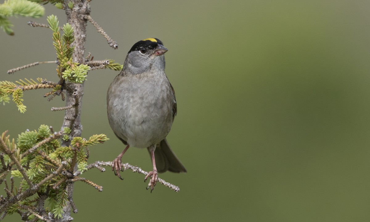 Golden-crowned Sparrow - ML616021809