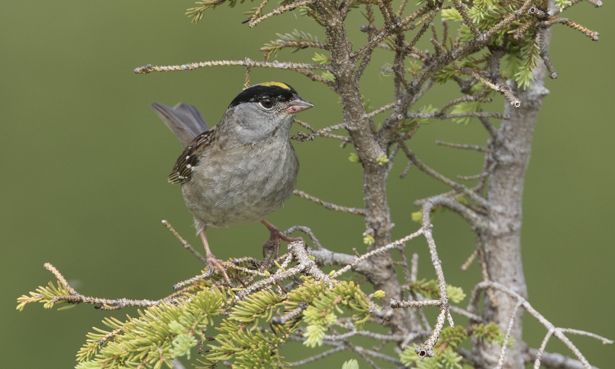 Golden-crowned Sparrow - ML616021810