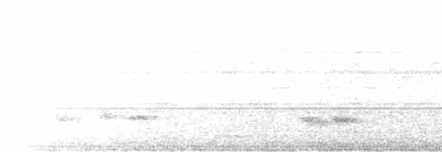 Белобровый кукаль (superciliosus/loandae) - ML616021844