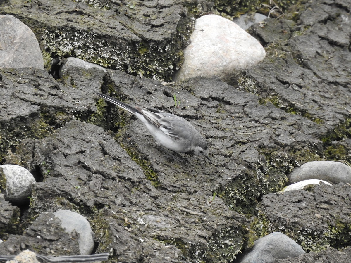White Wagtail (White-faced) - ML616021860