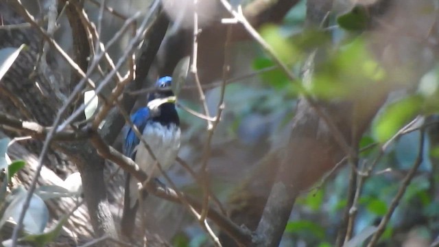 Blue-and-white Flycatcher - ML616021900