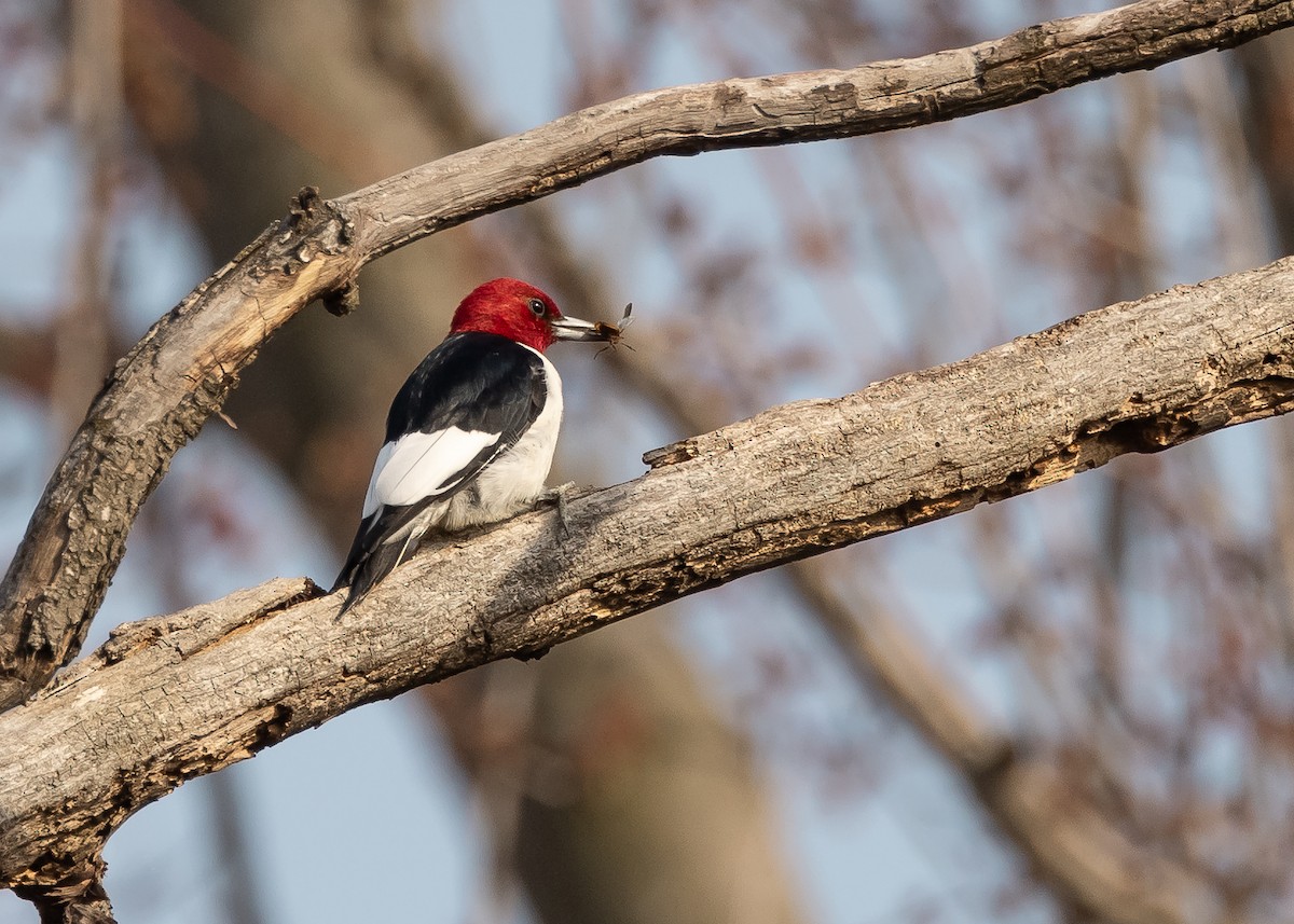 Red-headed Woodpecker - ML616021983