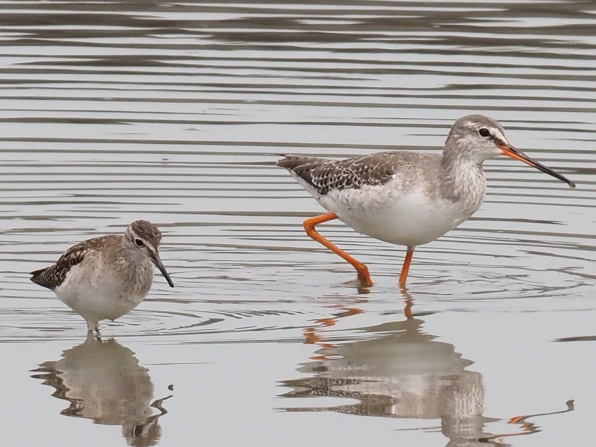 Taiwan Bird Atlas Checklist - 14 Mar 2024 - 桃園大坪頂與許厝港IBA--大園李厝 ...