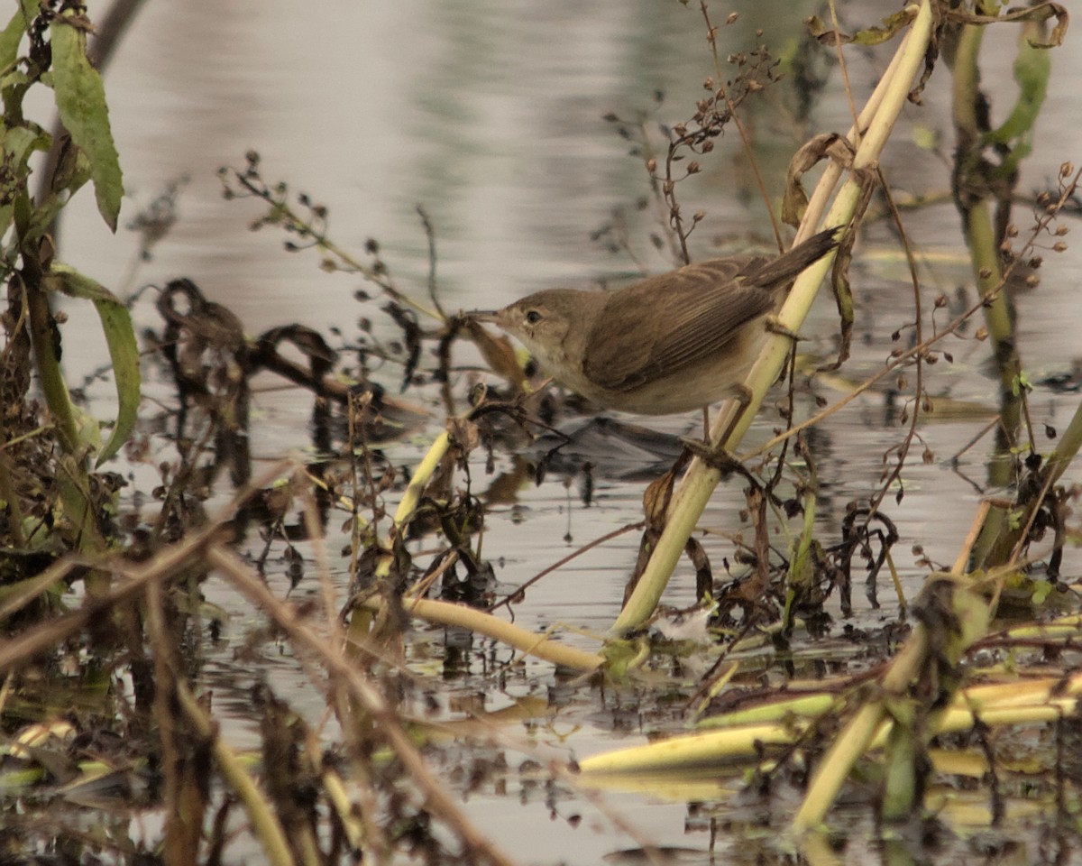Common Reed Warbler (African) - ML616022415