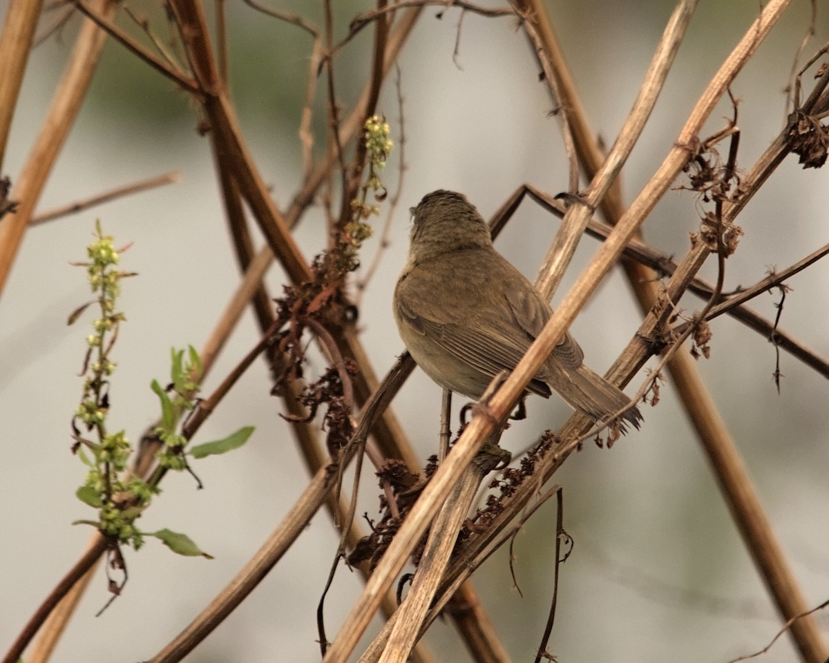 Common Reed Warbler (African) - ML616022416