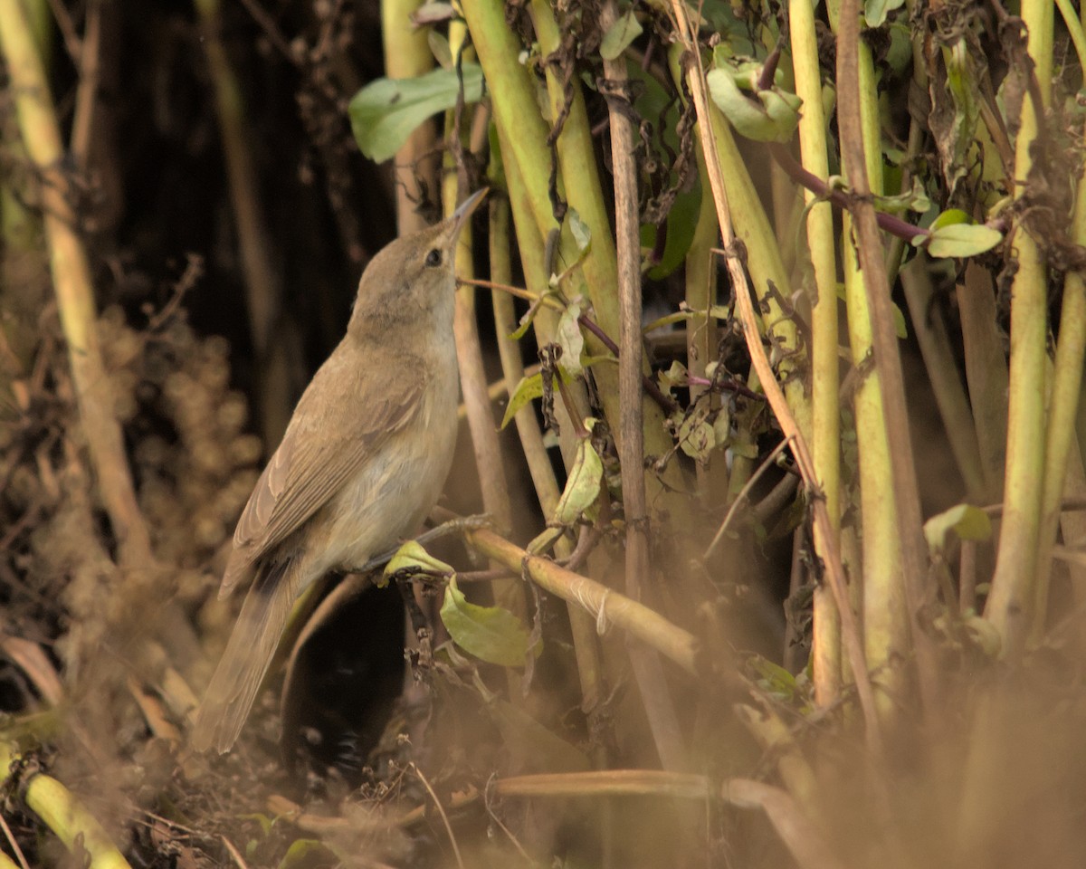 Common Reed Warbler (African) - ML616022417