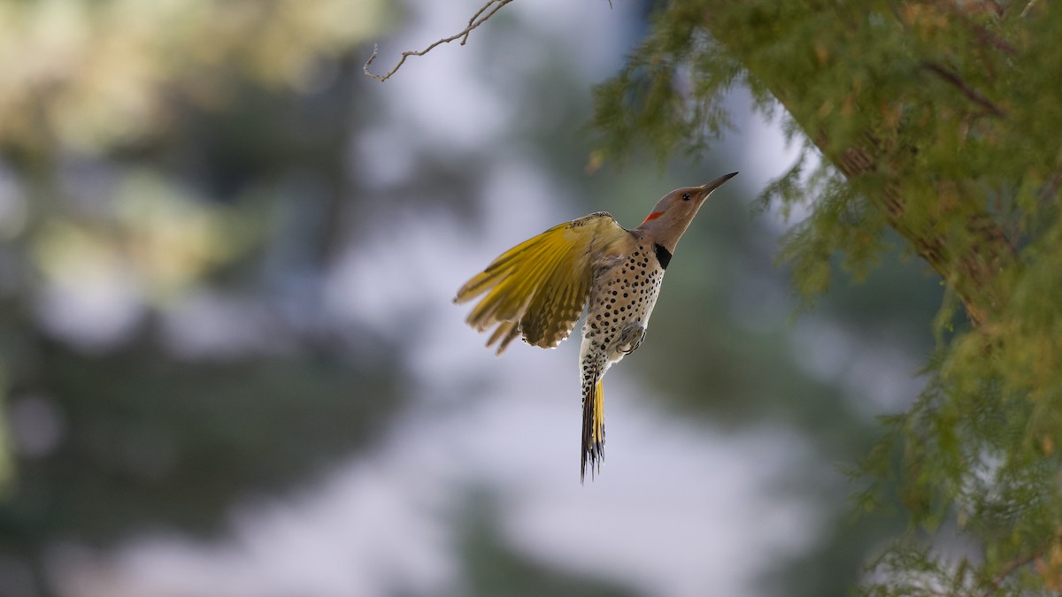 Northern Flicker (Yellow-shafted) - ML616022440