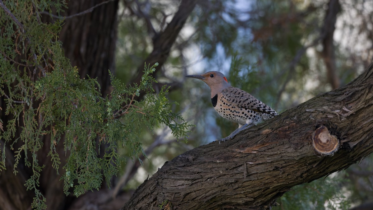 Northern Flicker (Yellow-shafted) - ML616022441