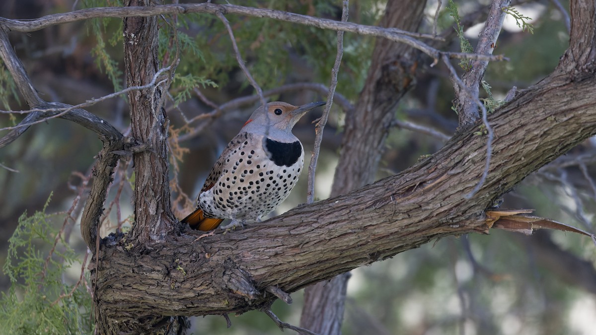 Northern Flicker (Yellow-shafted x Red-shafted) - ML616022445