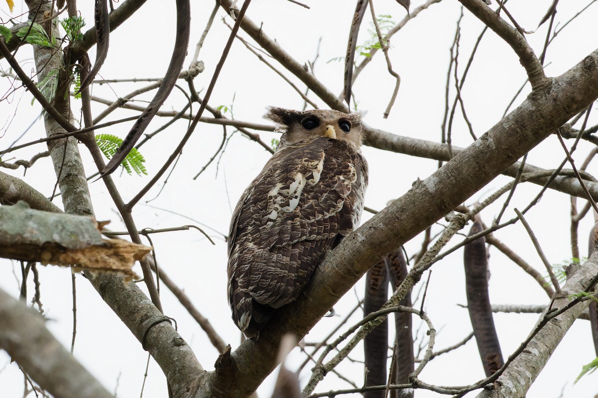 Spot-bellied Eagle-Owl - ML616022519