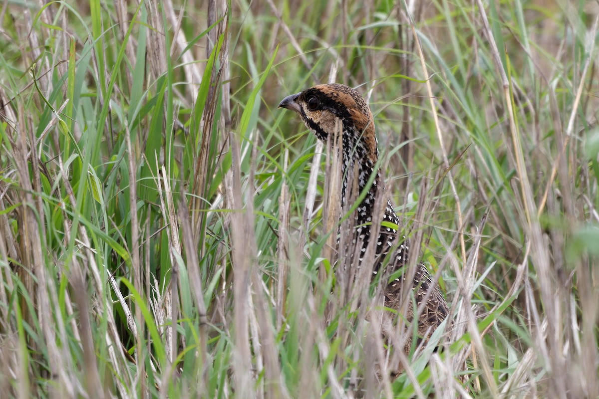 Chinese Francolin - ML616022623