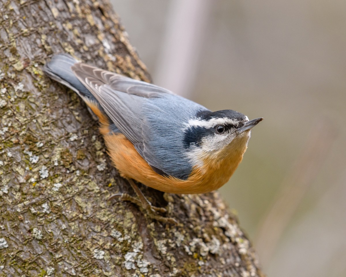 Red-breasted Nuthatch - ML616022720