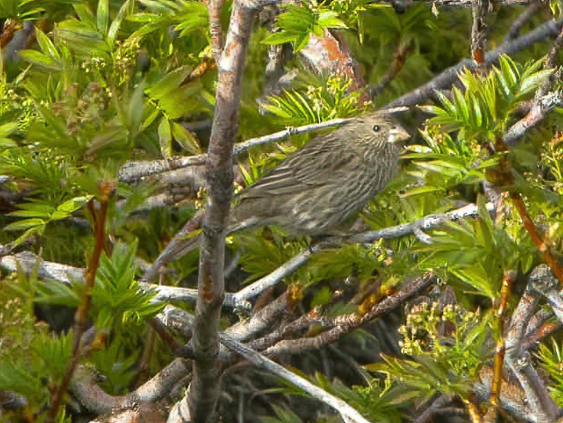 Red-mantled Rosefinch - ML616022741