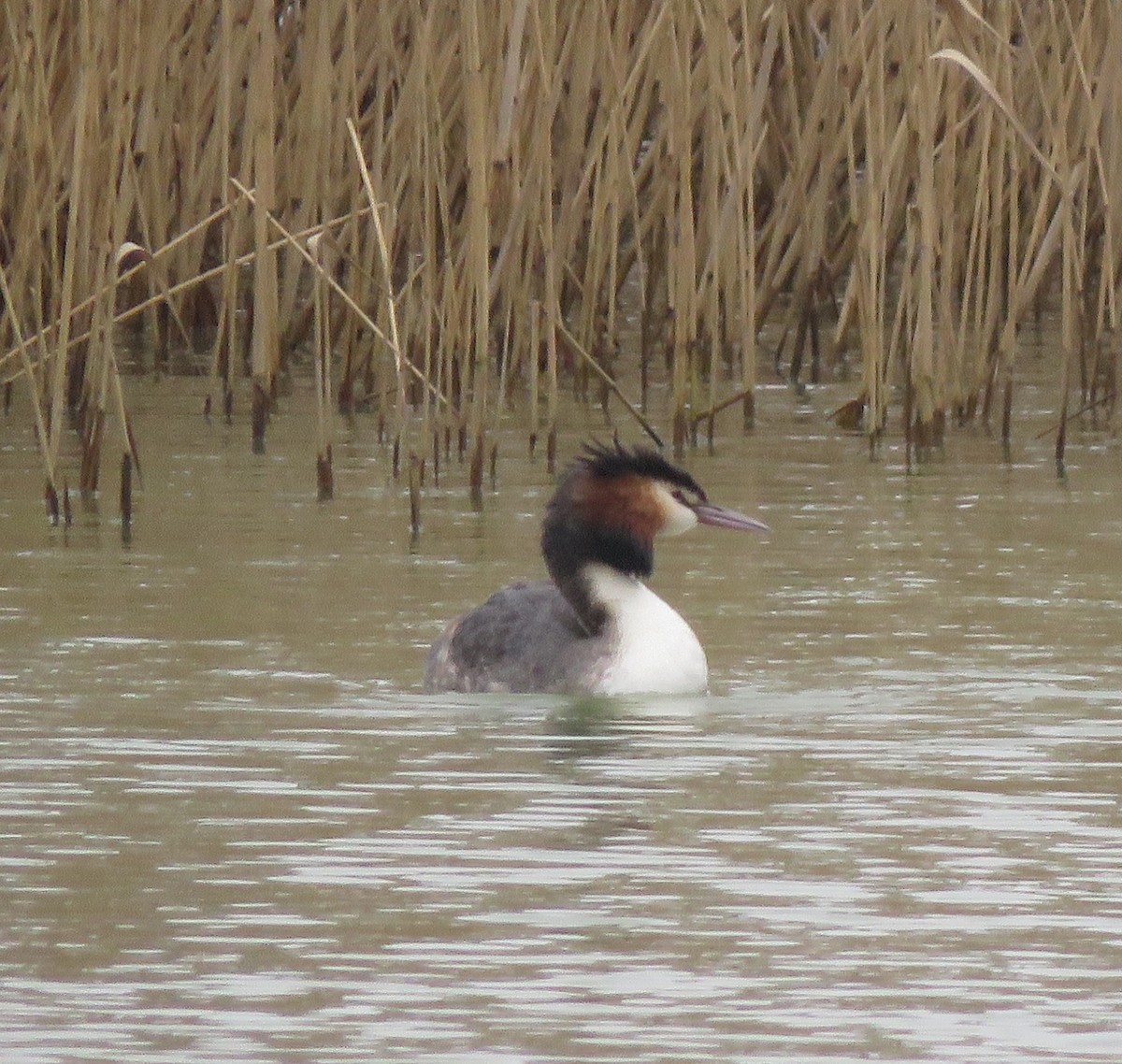 Great Crested Grebe - ML616022784
