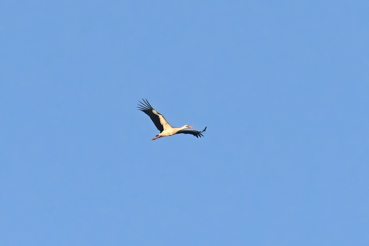 White Stork - ML616022853