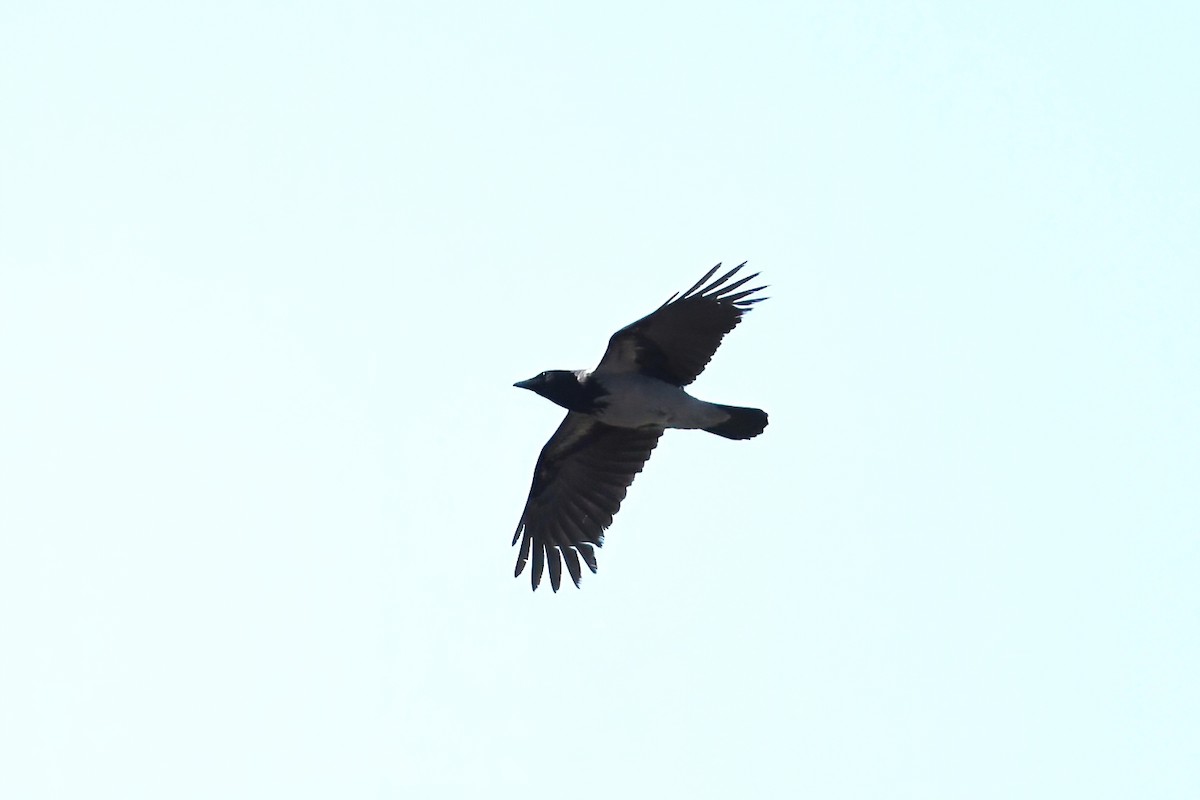 Hooded Crow - ML616022856