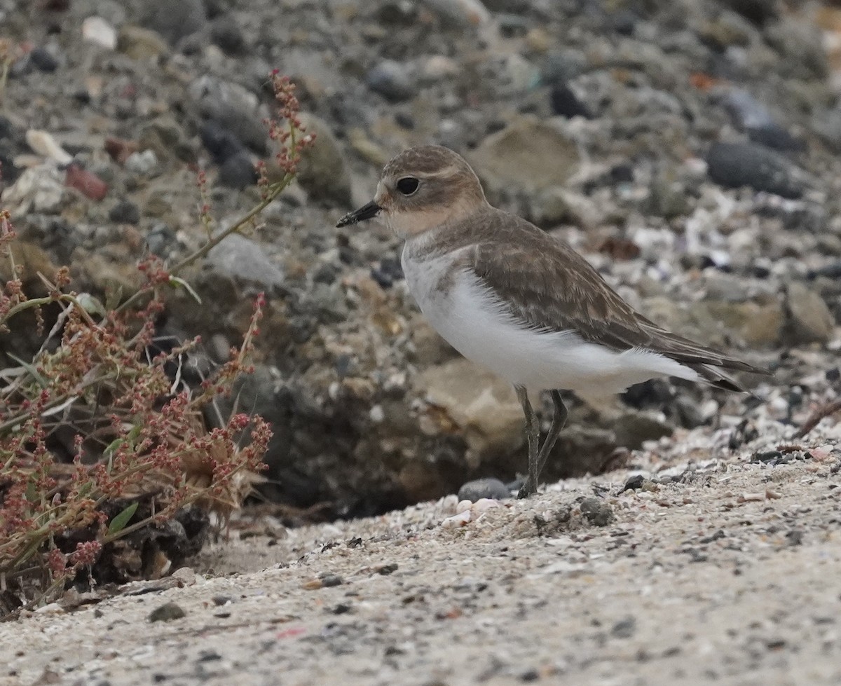 Double-banded Plover - ML616022870