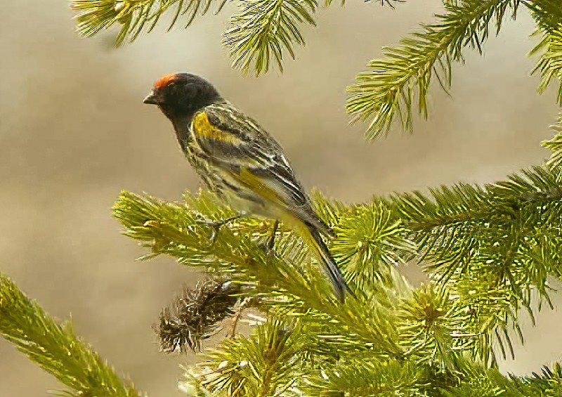 Fire-fronted Serin - ML616022873