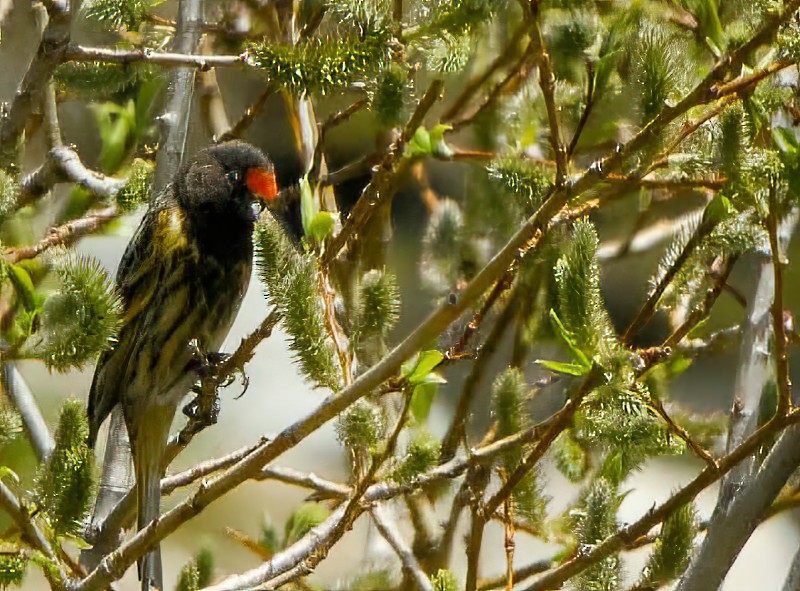 Fire-fronted Serin - ML616022874