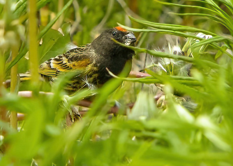 Fire-fronted Serin - ML616022875