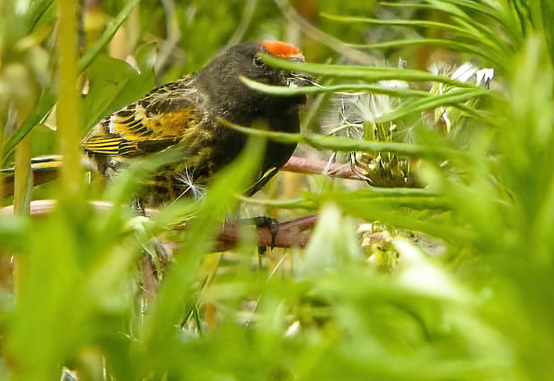 Fire-fronted Serin - ML616022876