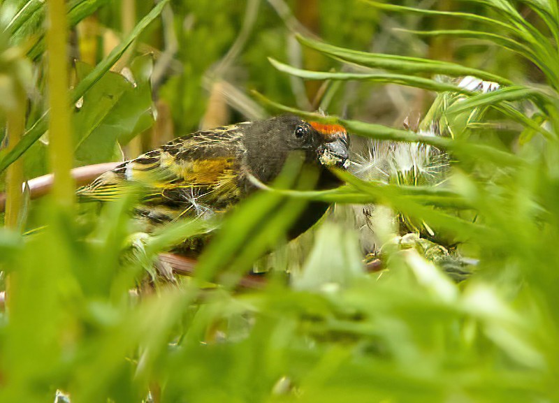 Fire-fronted Serin - Eric Francois Roualet