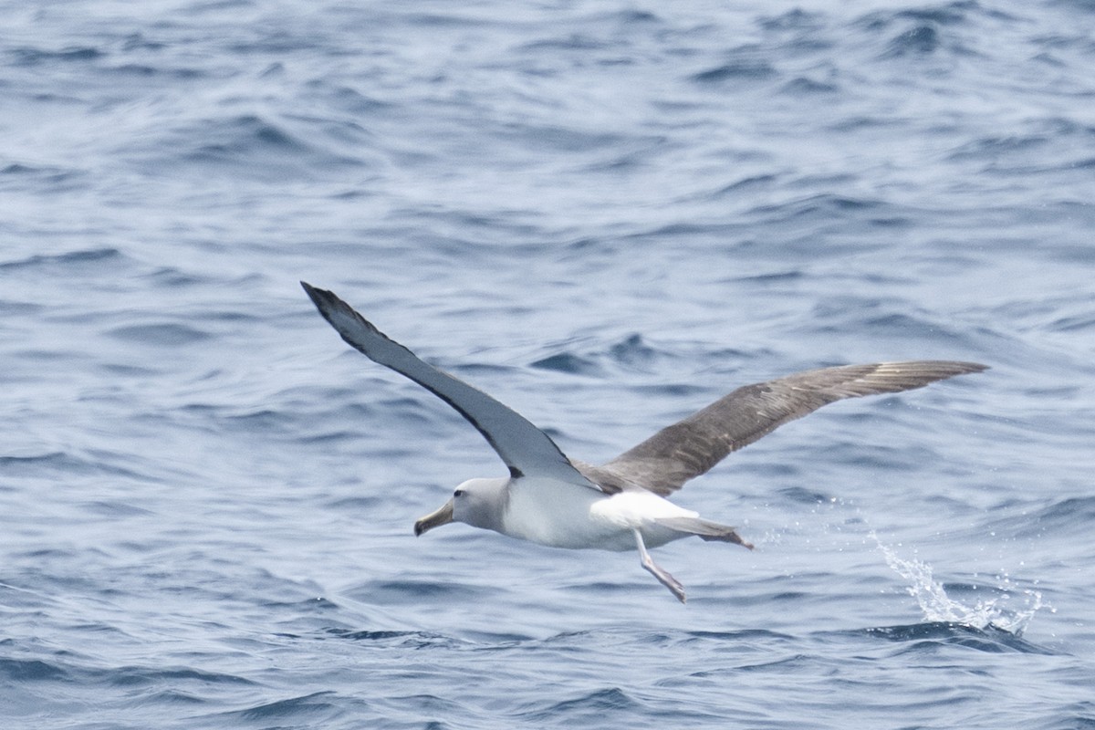 White-capped Albatross - ML616022978