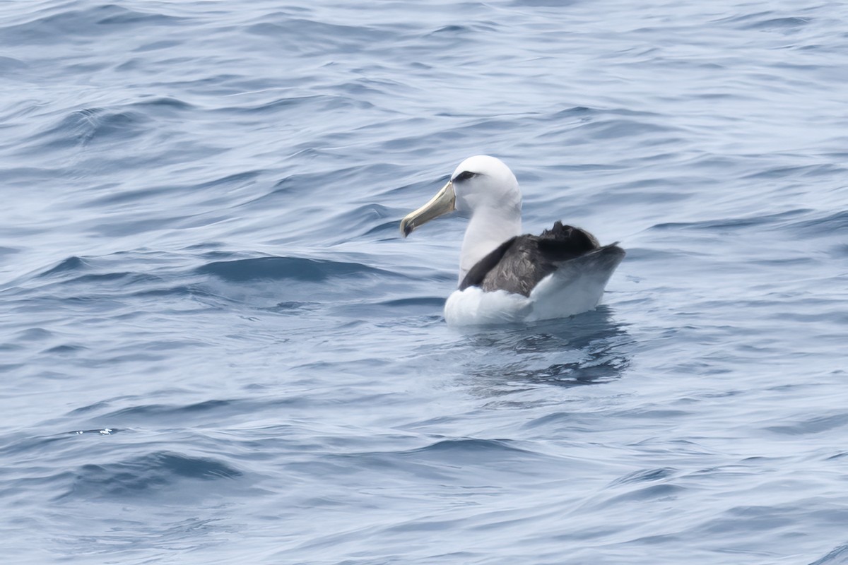White-capped Albatross - emma geary