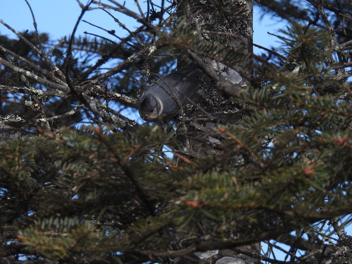 Gray-crested Tit - ML616023074