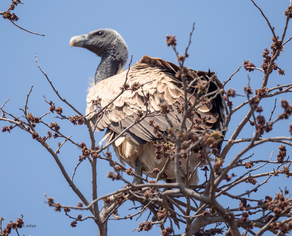 Indian Vulture - ML616023147