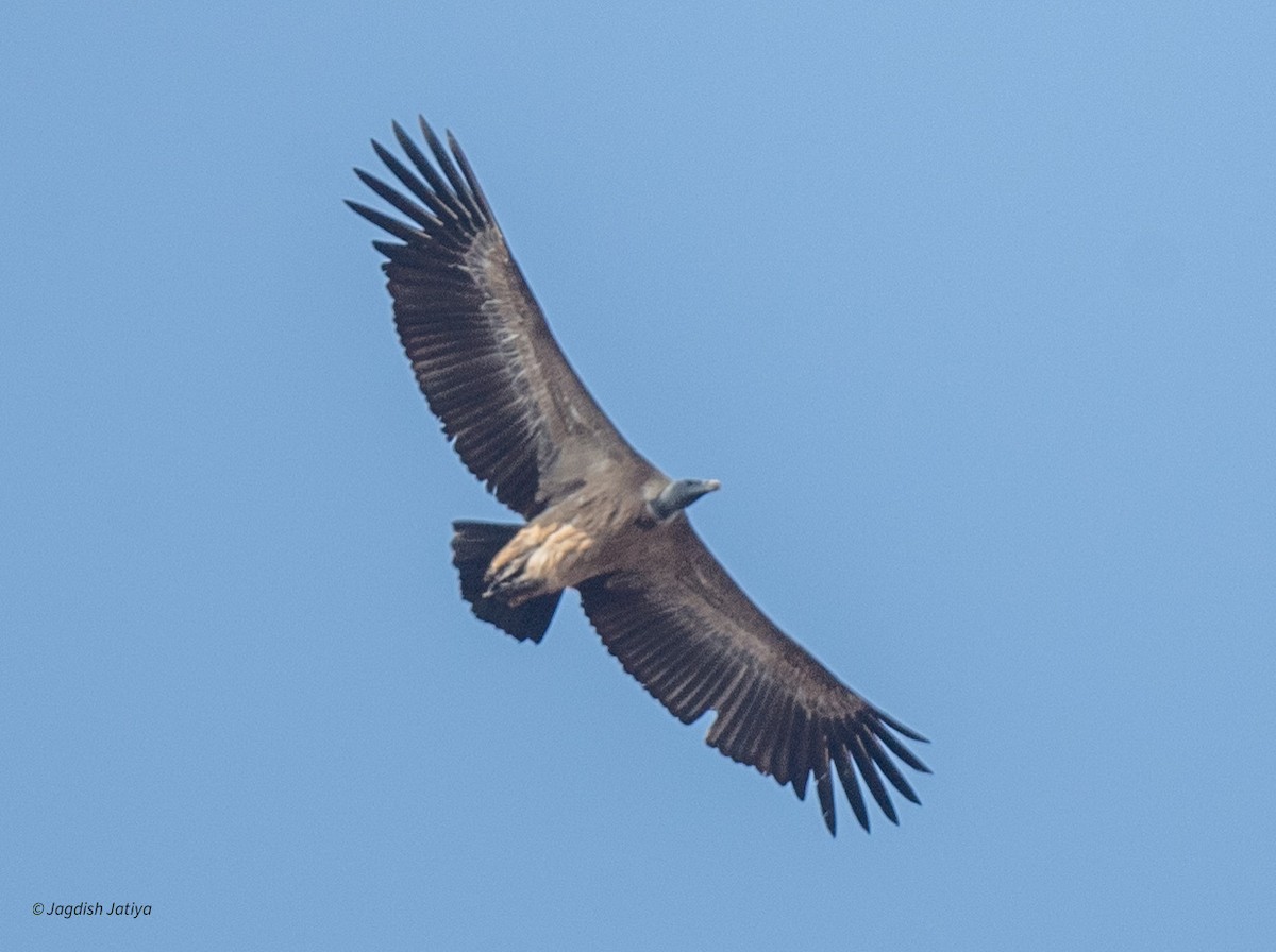 Indian Vulture - ML616023189