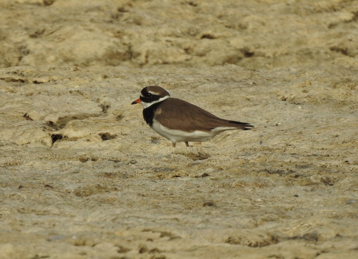 Common Ringed Plover - ML616023254