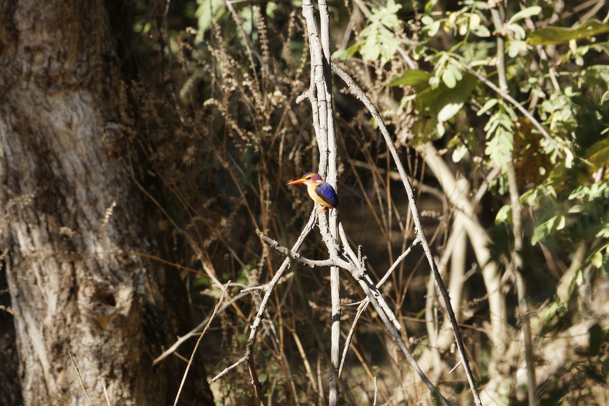 African Pygmy Kingfisher - ML616023263