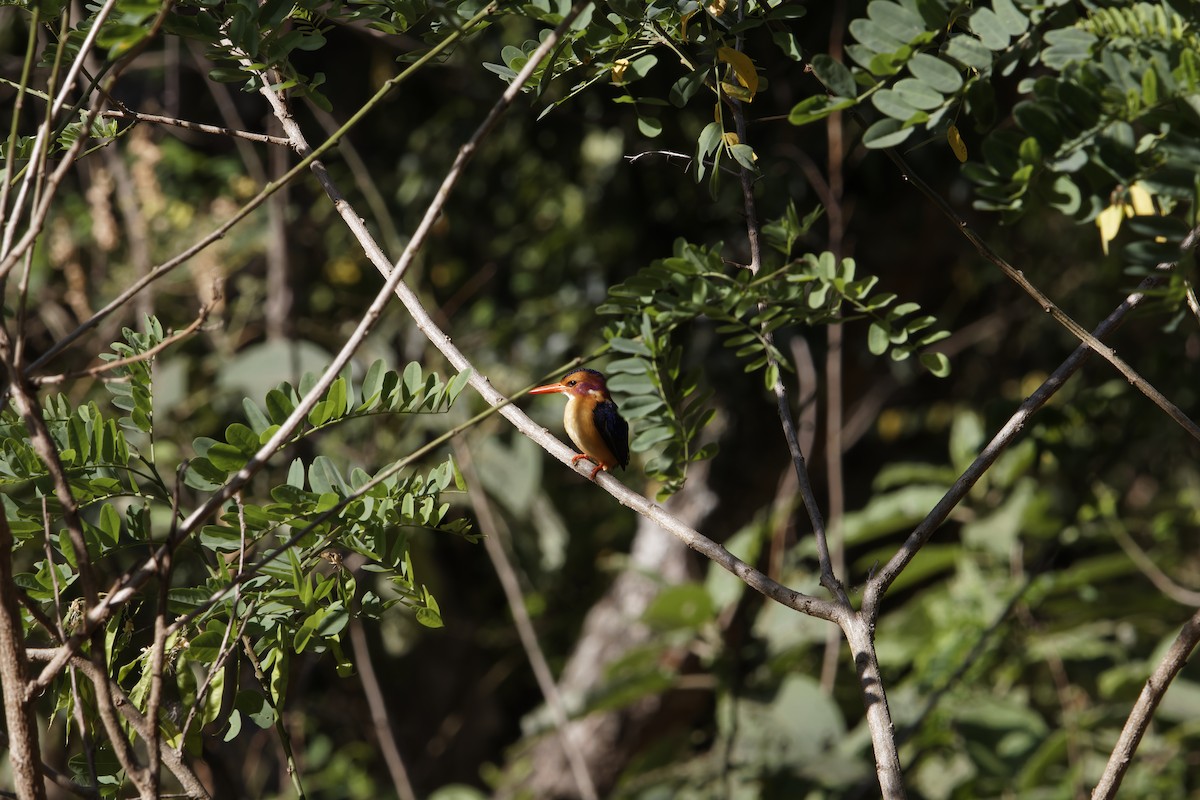 African Pygmy Kingfisher - ML616023264