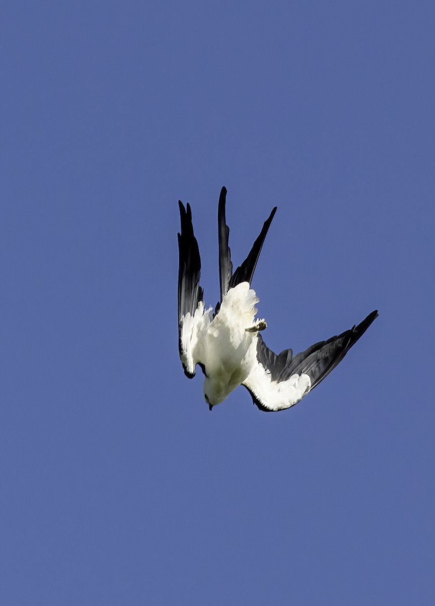 Swallow-tailed Kite - Lynette Spence