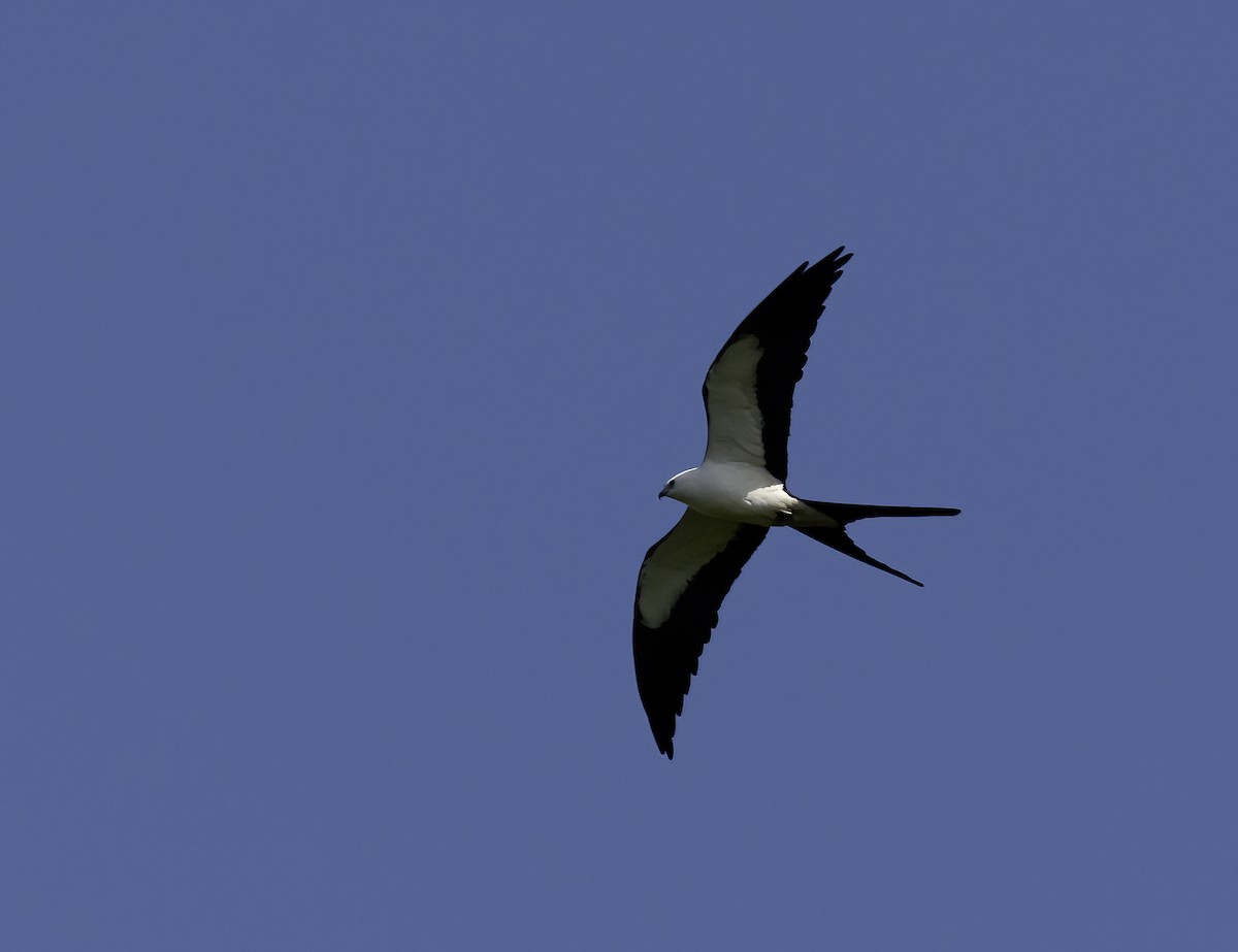 Swallow-tailed Kite - ML616023303
