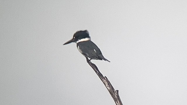 Belted Kingfisher - ML616023317