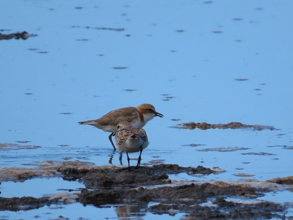 Red-capped Plover - ML616023376