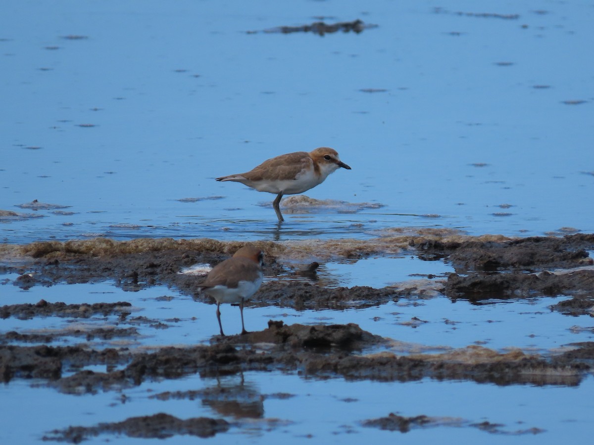 Red-capped Plover - ML616023377