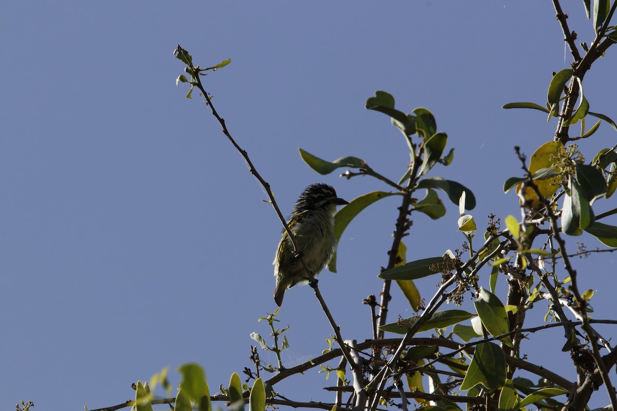 Red-fronted Tinkerbird - ML616023378