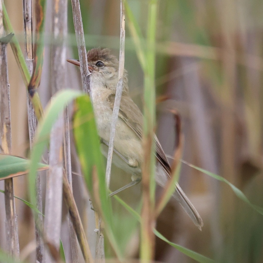 Common Reed Warbler (African) - ML616023659