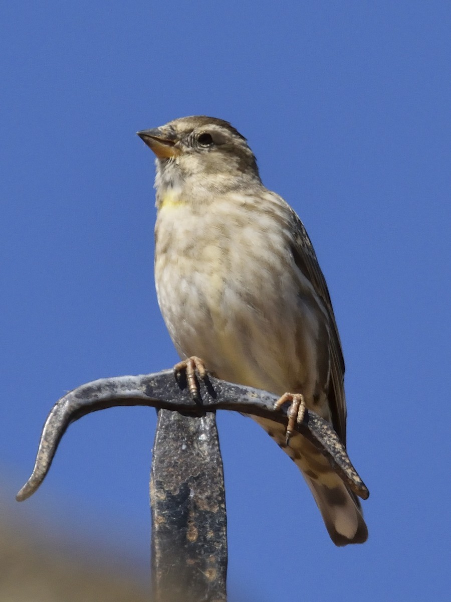 Rock Sparrow - Jesus Abad
