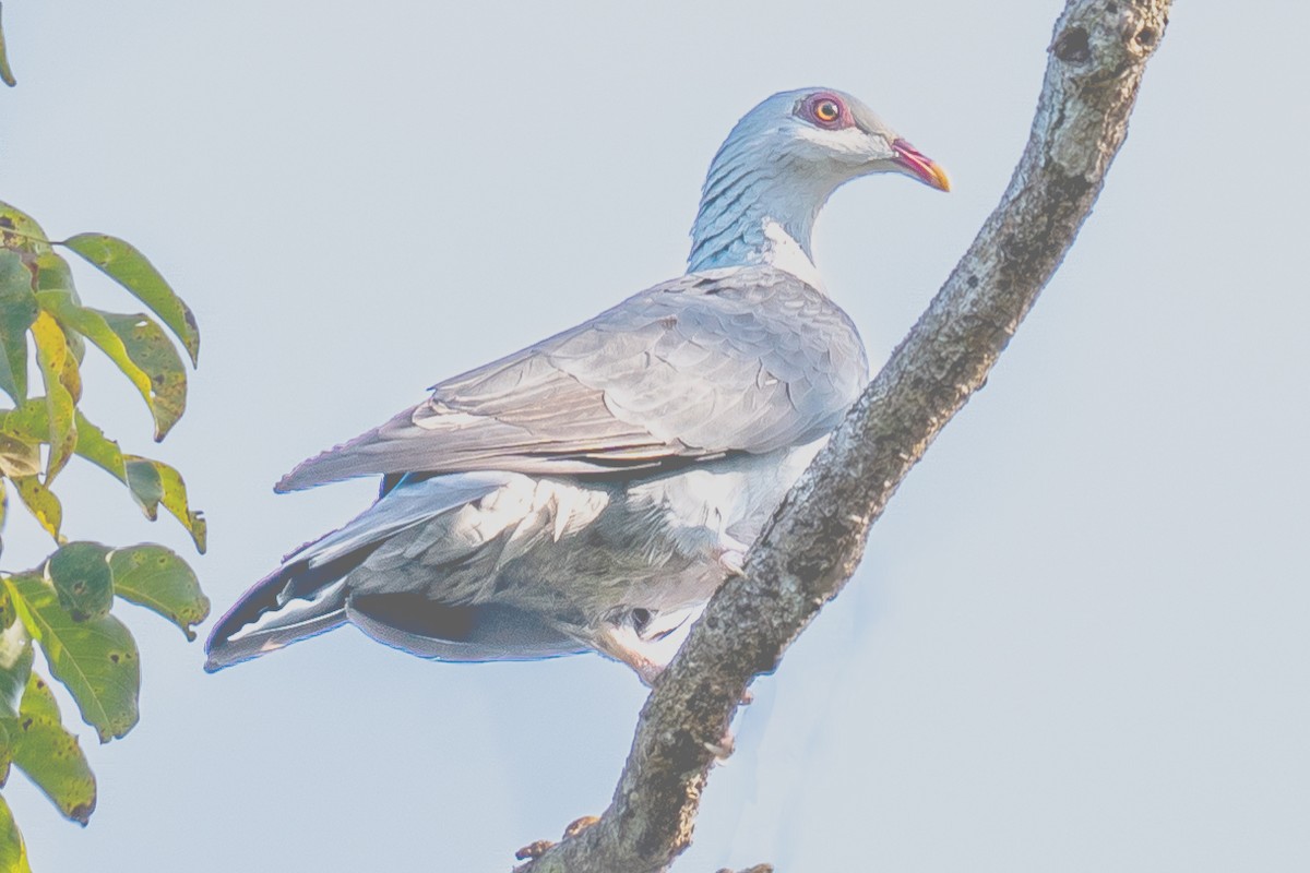 Andaman Wood-Pigeon - AJAY ARNOLD