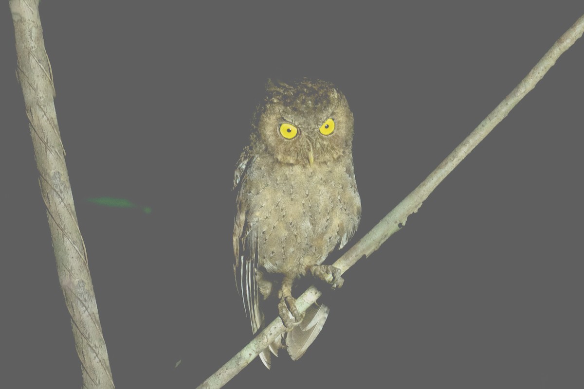 Andaman Scops-Owl - ML616024013