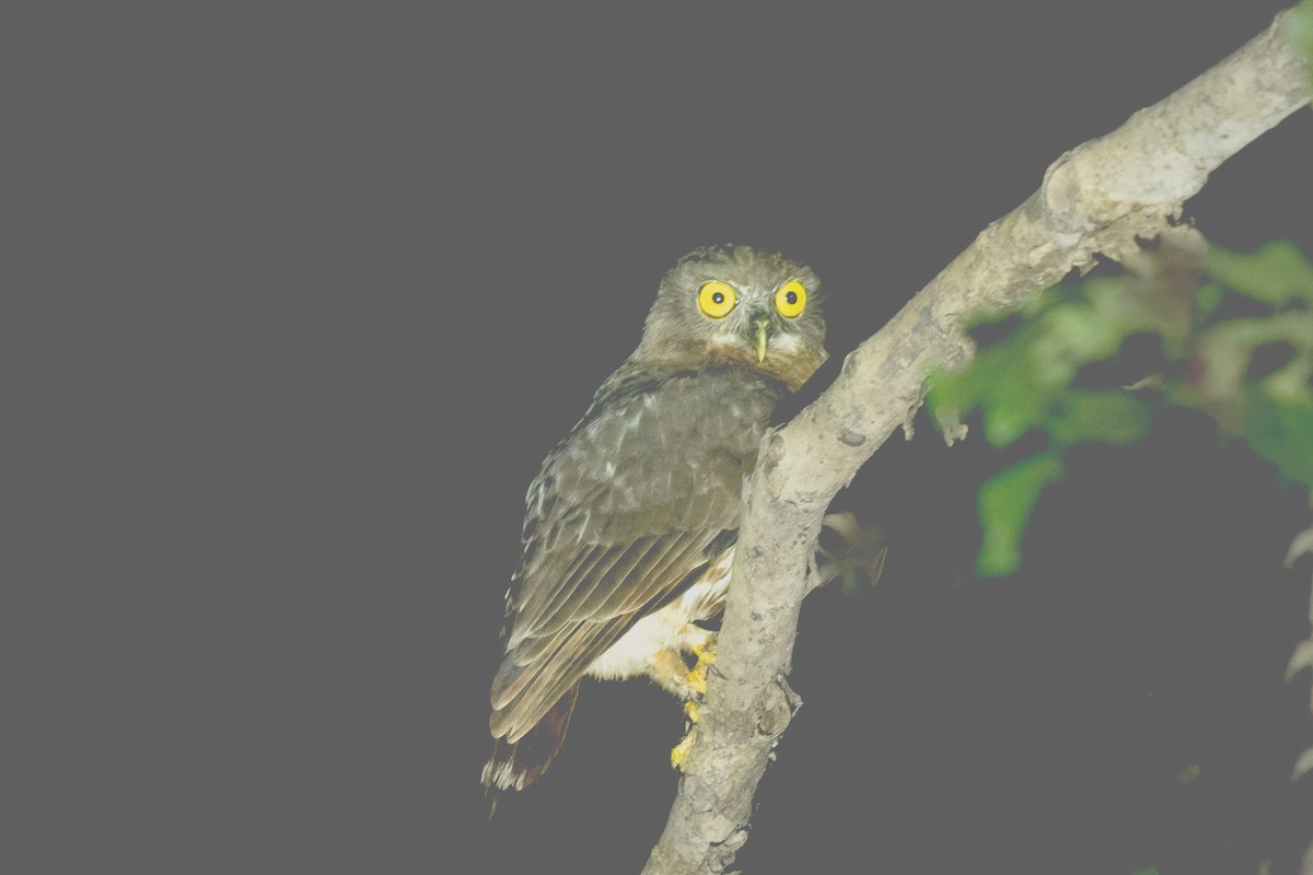 Андаманская иглоногая сова - ML616024017